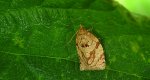 Archips oporana