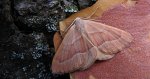 Ostrolot kreskowiak (Hylaea fasciaria)