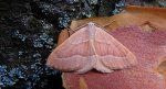 Ostrolot kreskowiak (Hylaea fasciaria)