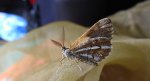 Poproch cetyniak (Bupalus piniaria)