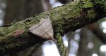 Herminia grisealis