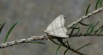 Herminia grisealis