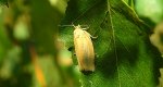 Aphelia unitana