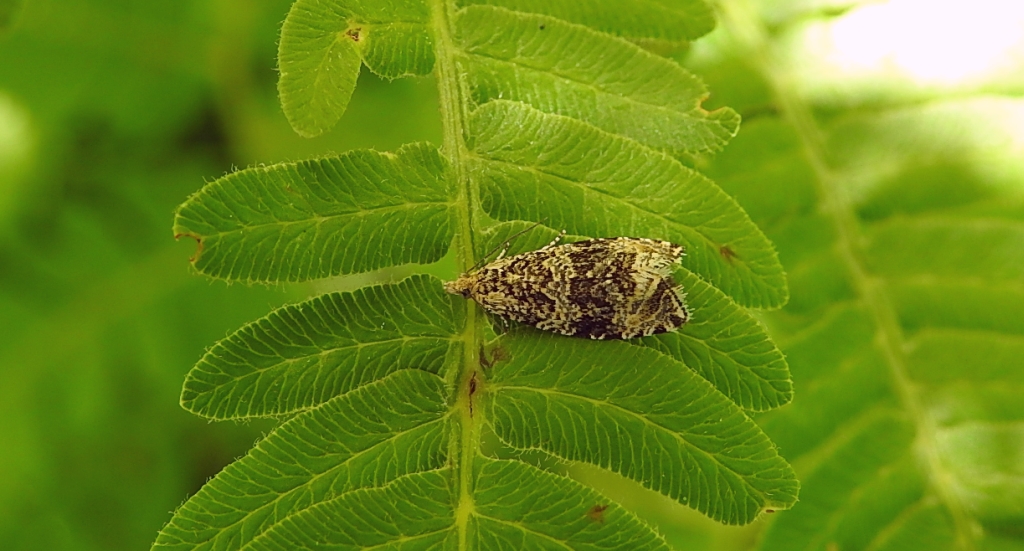 Celypha rivulana