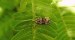Celypha rivulana