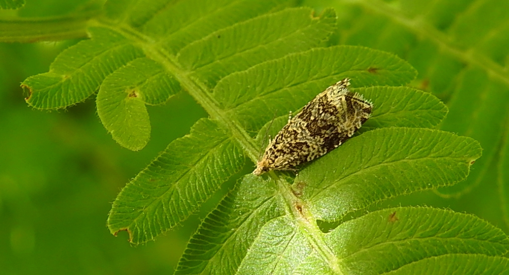 Celypha rivulana