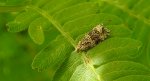 Celypha rivulana