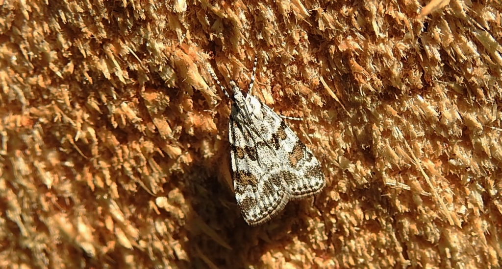 Scoparia pyralella