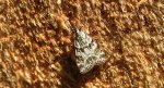 Scoparia pyralella