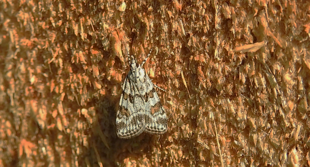 Scoparia pyralella