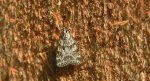 Scoparia pyralella