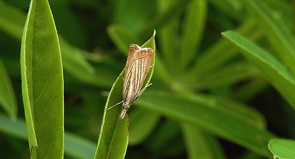 Chrysoteuchia culmella