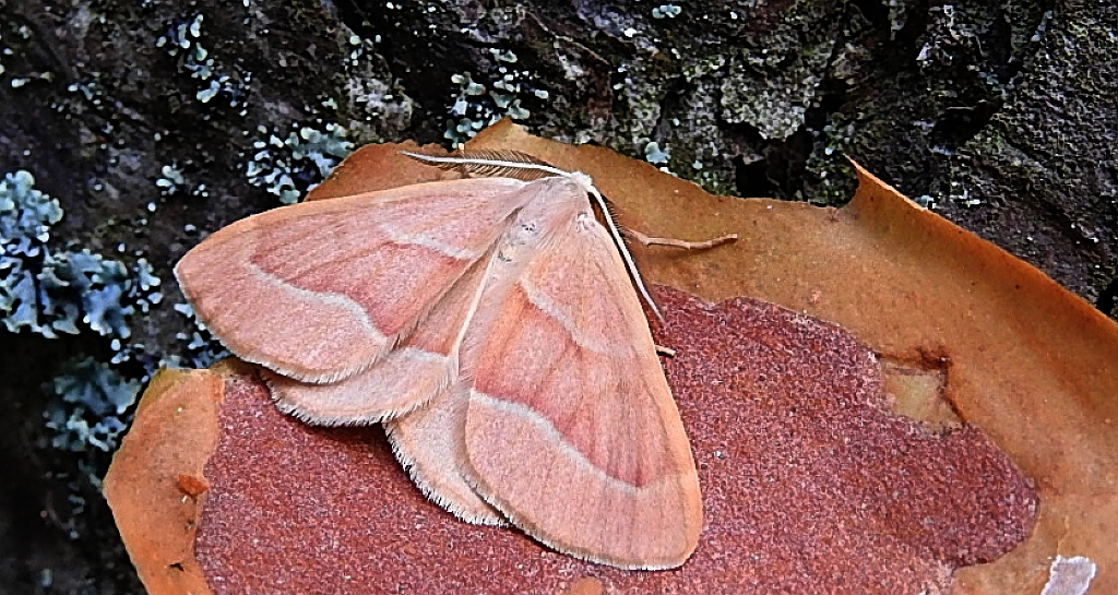 Ostrolot kreskowiak (Hylaea fasciaria)