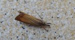 Chrysoteuchia culmella