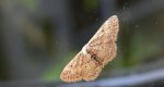 Grotnik wierzbowiak (Eupithecia tenuiata) lub grotnik gawędziak (Eupithecia cauchiata)