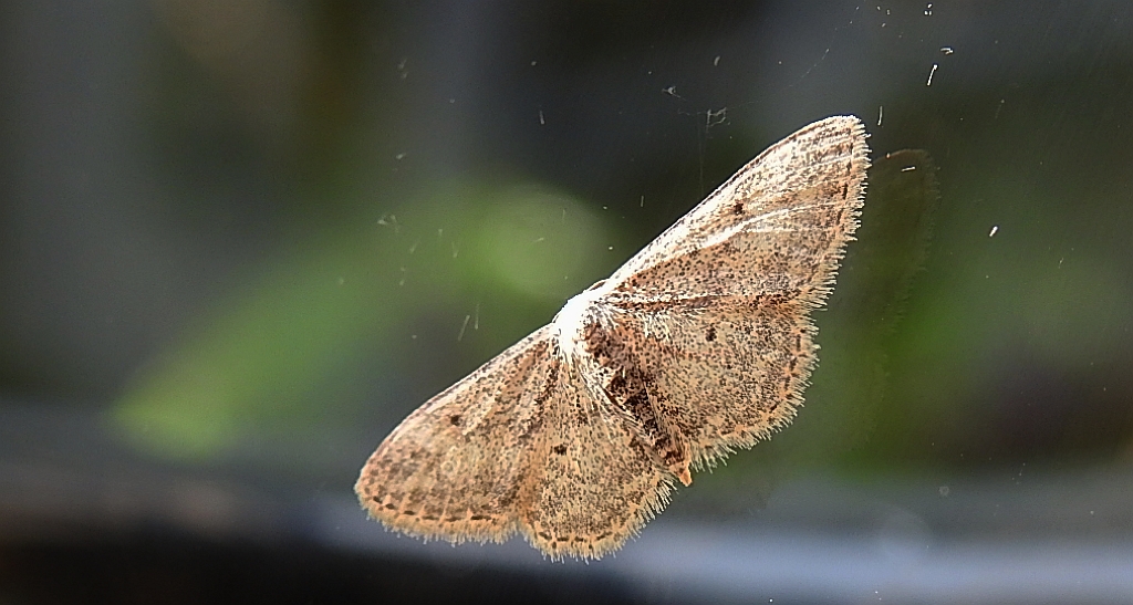 Grotnik wierzbowiak (Eupithecia tenuiata) lub grotnik gawędziak (Eupithecia cauchiata)