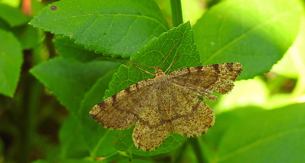 Witalnik rdzawiak (Macaria brunneata)