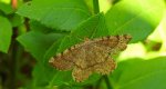 Witalnik rdzawiak (Macaria brunneata)