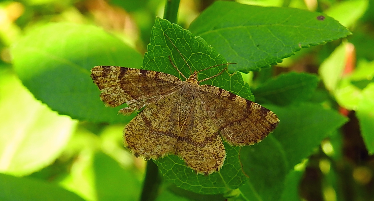 Witalnik rdzawiak (Macaria brunneata)