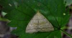 Herminia tarsicrinalis