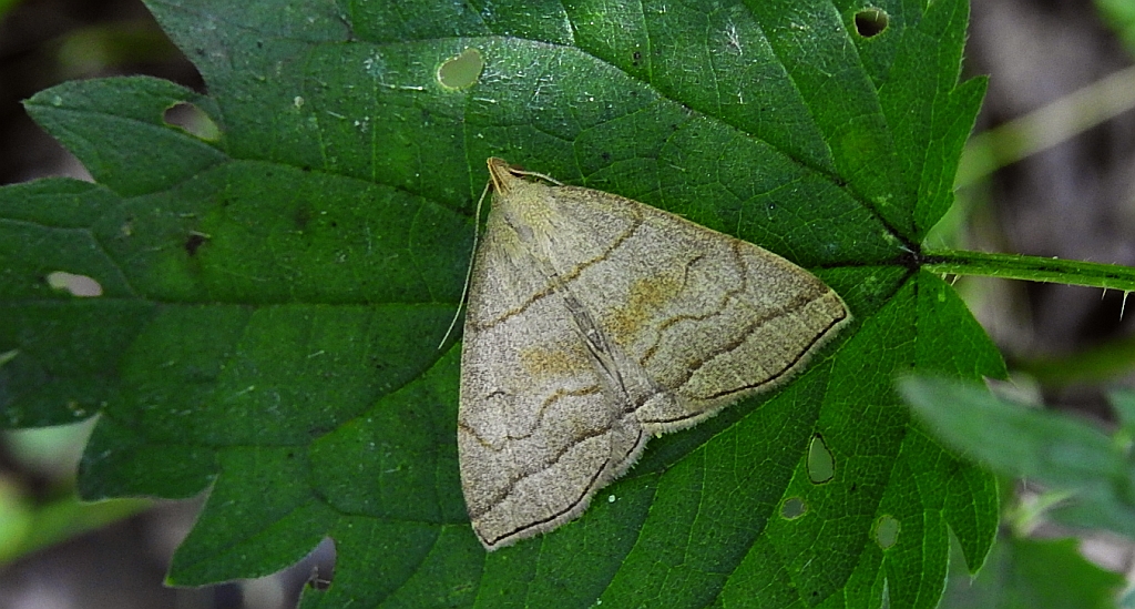 Herminia tarsicrinalis