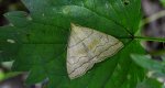 Herminia tarsicrinalis