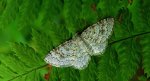 Hydrelia leśna (Hydrelia sylvata)