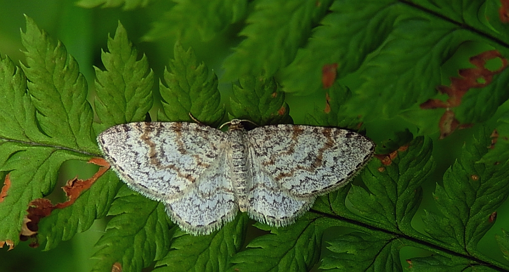 Hydrelia leśna (Hydrelia sylvata)