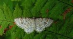 Hydrelia leśna (Hydrelia sylvata)