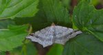 Witalnik zmiennik (Macaria alternata)