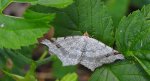Witalnik zmiennik (Macaria alternata)