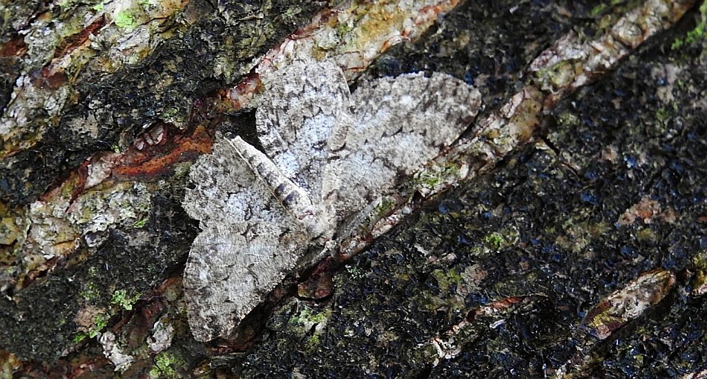 Przylepek nakropek (Hypomecis punctinalis)