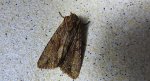 Paciepnica korzeniówka (Apamea monoglypha)