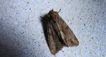 Paciepnica korzeniówka (Apamea monoglypha)