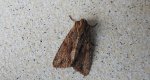 Paciepnica korzeniówka (Apamea monoglypha)