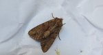 Paciepnica korzeniówka (Apamea monoglypha)