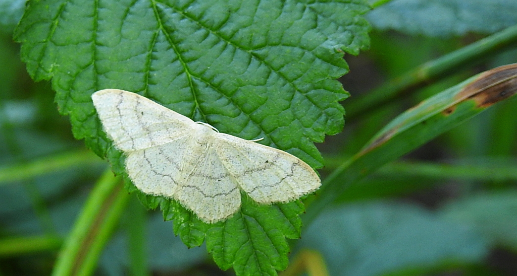 Krocznik niezdobiak (Idaea straminata)