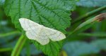 Krocznik niezdobiak (Idaea straminata)