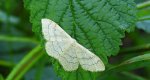 Krocznik niezdobiak (Idaea straminata)