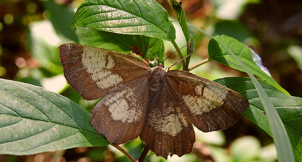 Rączyk leszczyniak (Angerona prunaria)