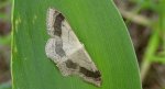 Krocznik odwrotnik (Idaea aversata)