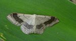 Krocznik odwrotnik (Idaea aversata)