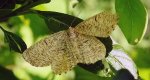 Rączyk leszczyniak (Angerona prunaria)
