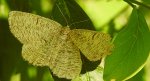 Rączyk leszczyniak (Angerona prunaria)