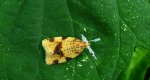Epagoge grotiana