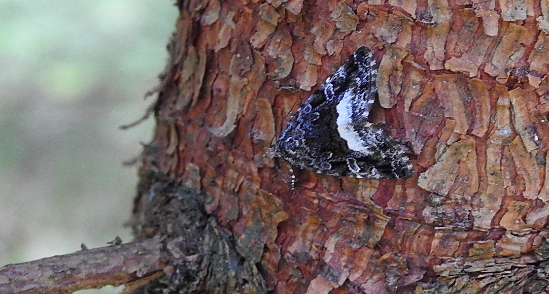 Deltote pygarga