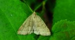 Herminia tarsipennalis
