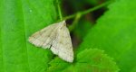 Herminia tarsipennalis