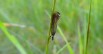 Chrysoteuchia culmella