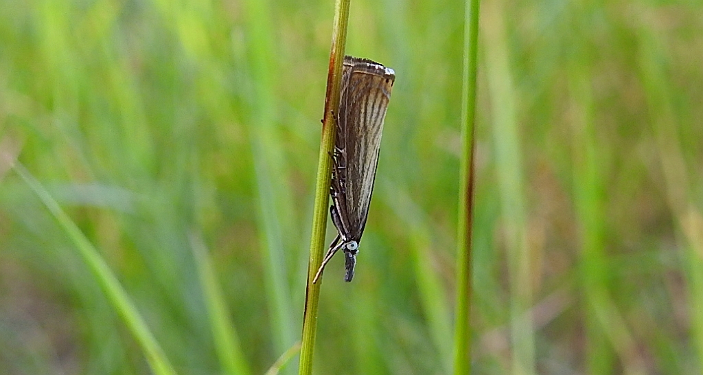 Chrysoteuchia culmella